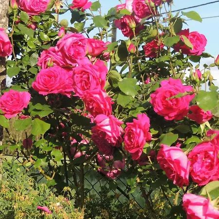 Bed & Breakfast Le Chemin Challignac